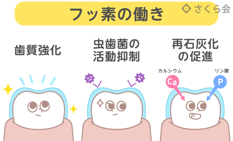 フッ素の働き