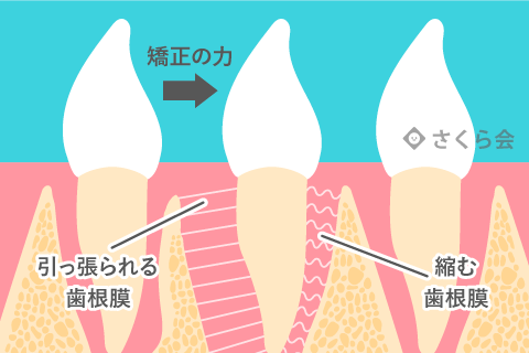 歯の移動メカニズム